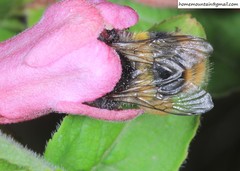 Bombus ganjsuensis