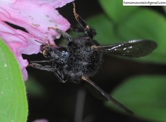 Bombus koreanus