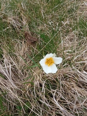 Ranunculus pyrenaeus