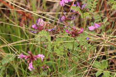 Astragalus ceratoides