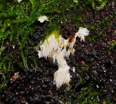 Dentipellicula leptodon