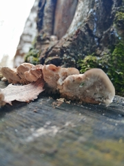 Trametes ochracea