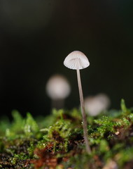 Mycena austrofilopes