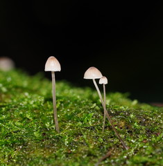 Mycena austrofilopes