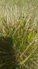 Schoenus ferrugineus