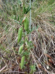 Vicia lutea lutea
