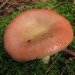 Red Swamp Brittlegill - Photo (c) mycowalt, some rights reserved (CC BY-SA), uploaded by mycowalt