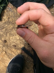 Yoyetta spectabilis