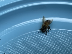 Apis mellifera