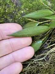 Dendrobium pugioniforme