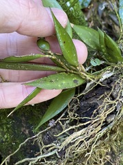Dendrobium pugioniforme