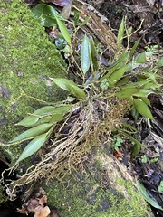 Dendrobium pugioniforme