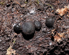 Xylaria tuberiformis