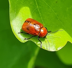 Cryptocephalus coryli