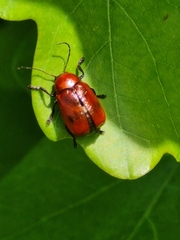 Cryptocephalus coryli