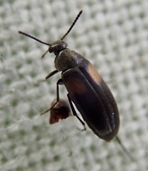 Anaspis fasciata