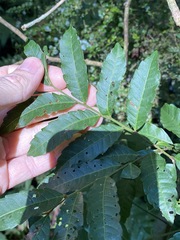 Cupaniopsis foveolata