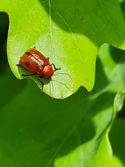 Cryptocephalus coryli
