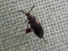 Anaspis fasciata