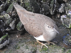 Actitis hypoleucos