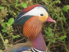 Aix galericulata