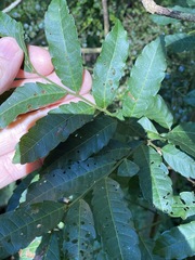 Cupaniopsis foveolata