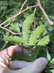 Cupaniopsis foveolata