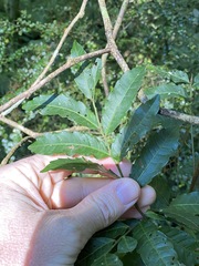 Cupaniopsis foveolata