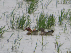 Aix galericulata