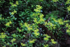Sedum emarginatum