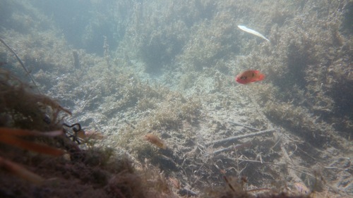 Red Jewel Cichlids