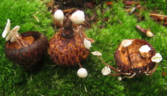 Marasmiellus praeacutus