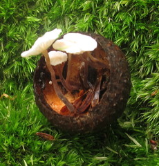 Marasmiellus praeacutus