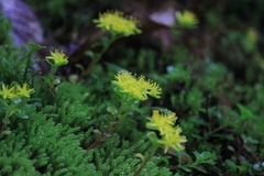 Sedum emarginatum