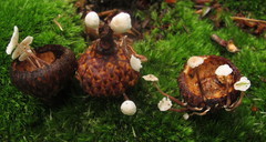 Marasmiellus praeacutus