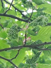 Aculops macrotrichus