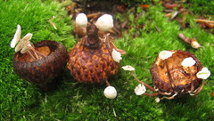 Marasmiellus praeacutus