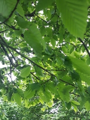 Aculops macrotrichus