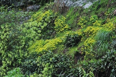Sedum emarginatum