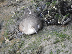 Actitis hypoleucos