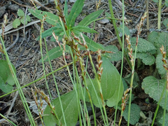 Carex digitata