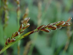 Carex digitata