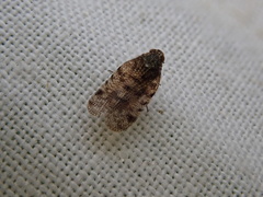 Tachycixius pilosus