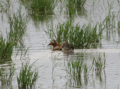 Aix galericulata