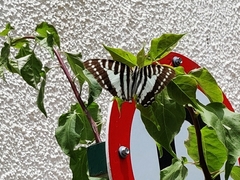 Graphium nomius nomius