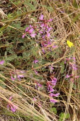 Astragalus ceratoides