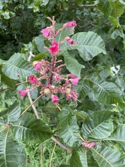 Aesculus hippocastanum