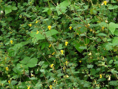 Smithia sensitiva, photograph 4