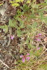 Astragalus ceratoides