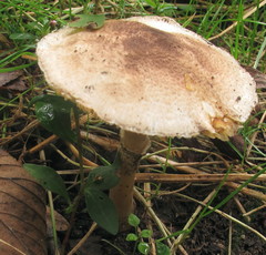 Leucoagaricus brunnescens
